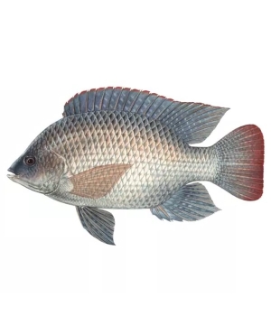 Cá rô phi